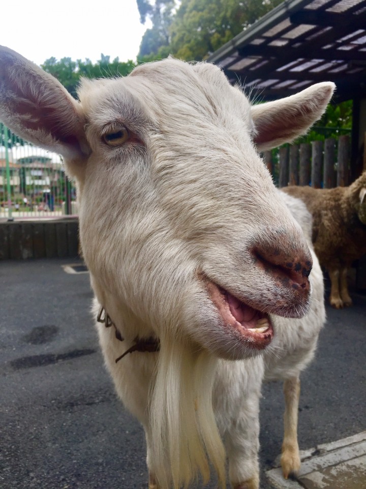 板橋区立こども動物園