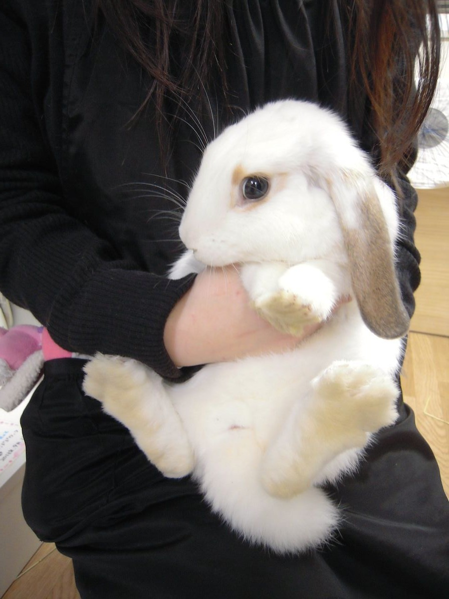 うさびび