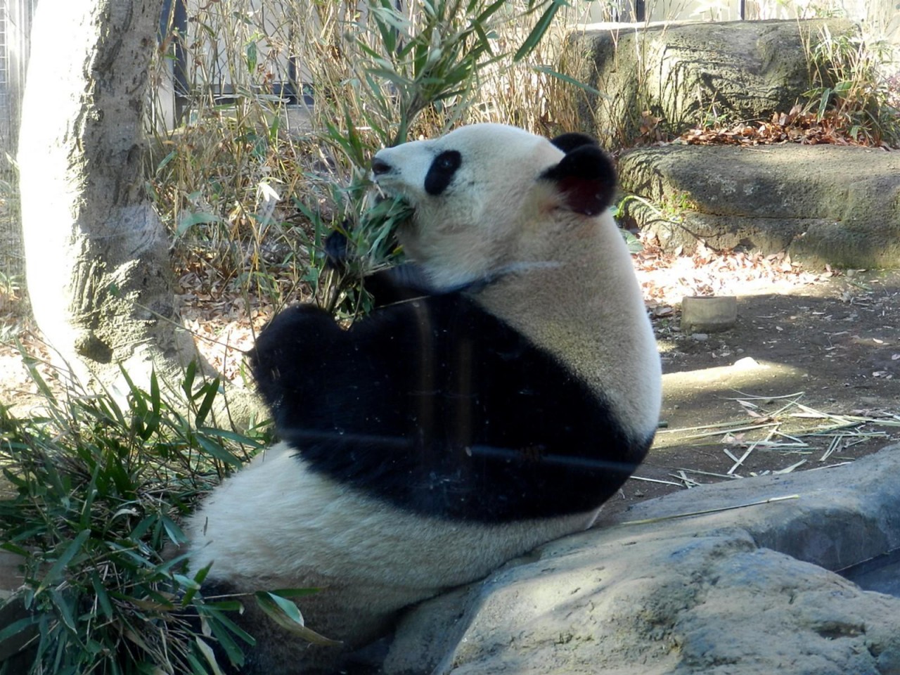 上野動物園