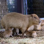 大宮公園小動物園