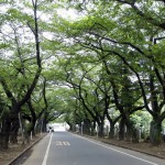 谷中霊園