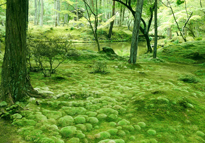西芳寺(苔寺)