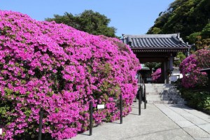 安養院