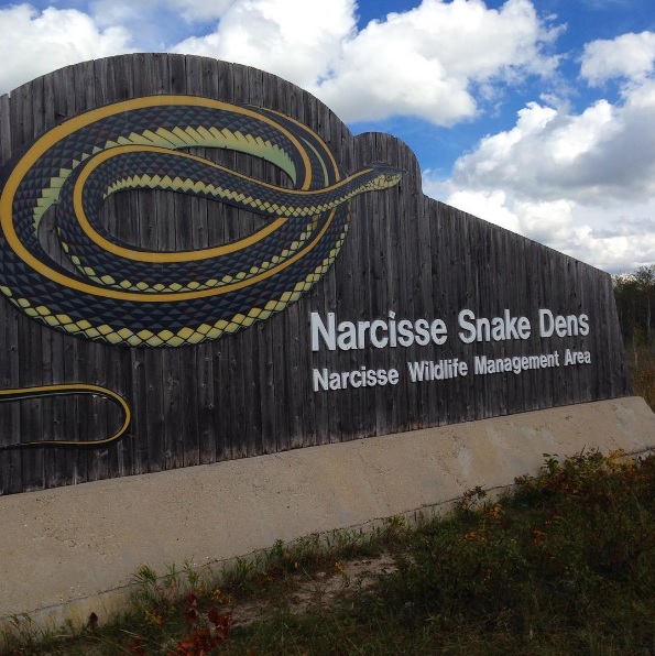 Narcisse Snake Dens（ナルシススネークデン）