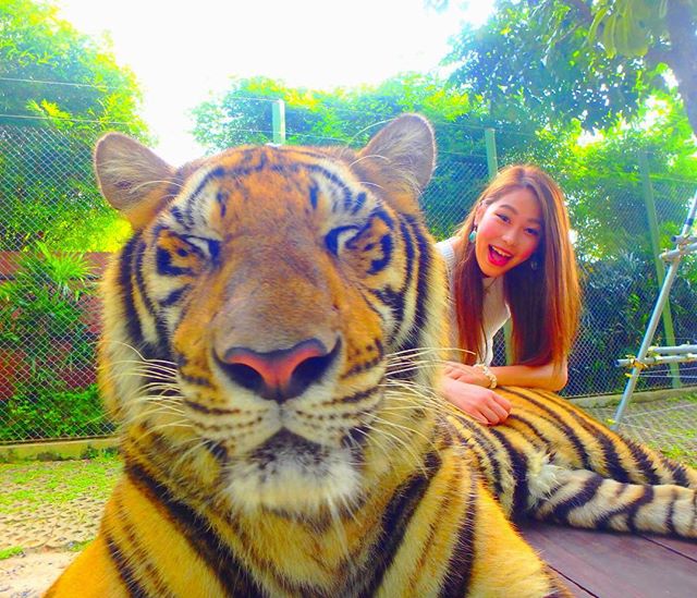 Tiger Kingdom / タイガーキングダム