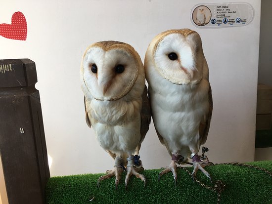 武蔵野カフェ&バー ふくろうの里 原宿店