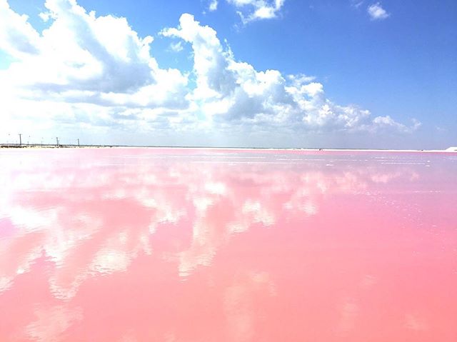 ピンクラグーン / Pink Lagoon