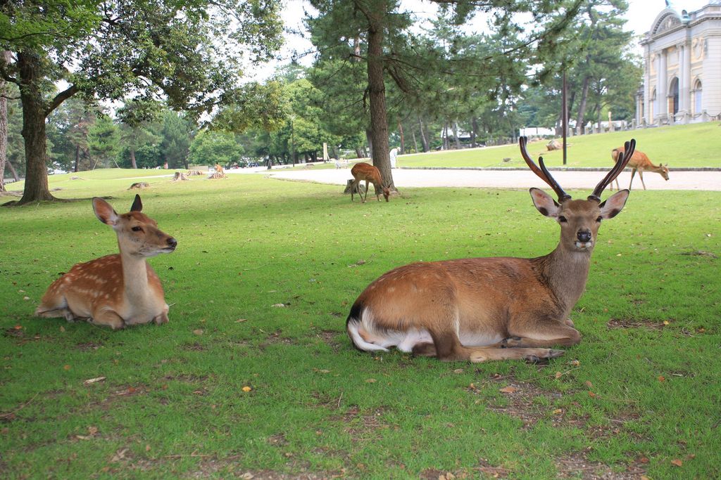 奈良公園