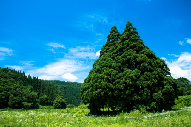【山形県】小杉の大杉