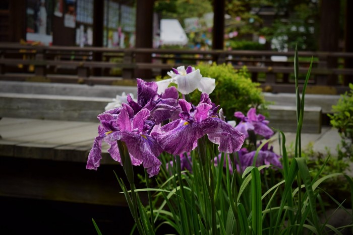 上賀茂神社のカキツバタ