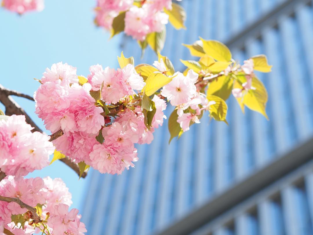 東京ガーデンテラス紀尾井町の桜