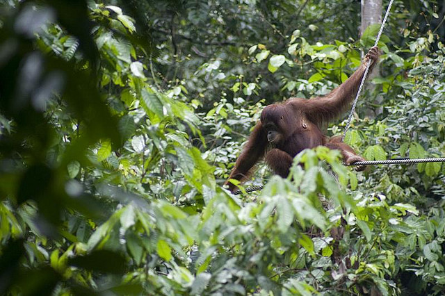 Sepilok Orangutan Rehabilitation Centre（セピロック・オランウータン・リハビリテーションセンター）