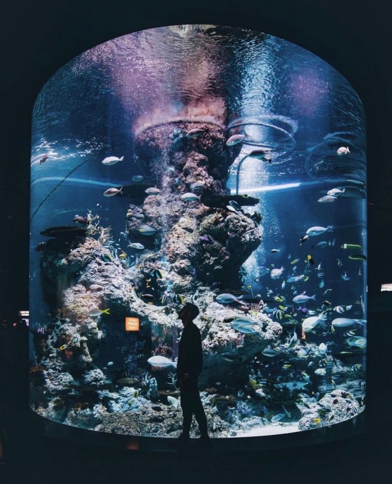 S.E.A. Aquarium（シーアクアリウム）
