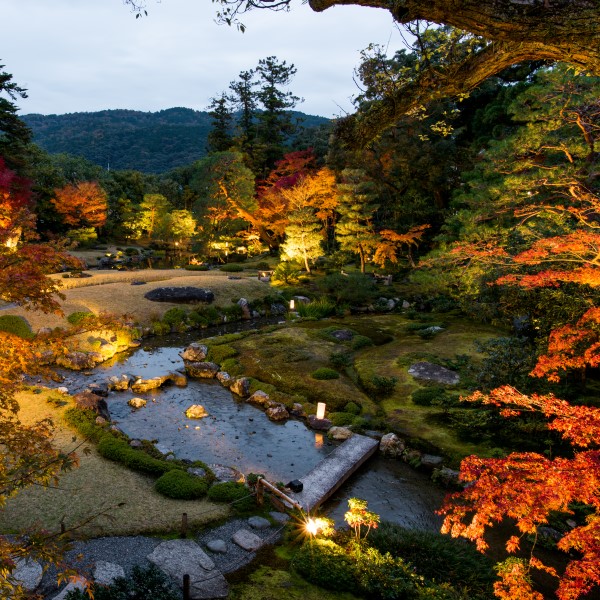 トワイライト庭園　秋の紅葉特別夜間公開