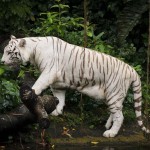 white-tiger-681667_960_720