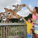 feeding-giraffes