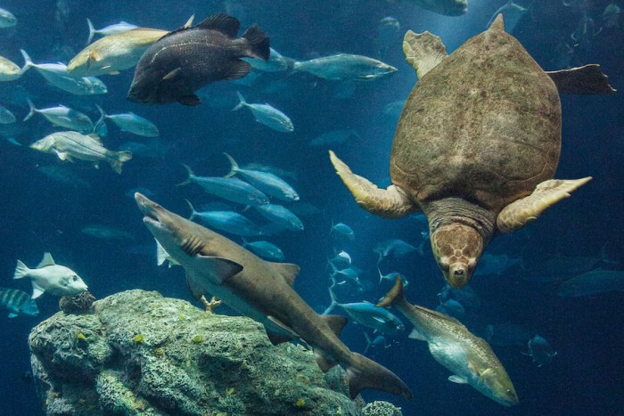 South Carolina Aquarium（サウスカロライナ水族館）