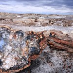 petrified-forest-293076_960_720