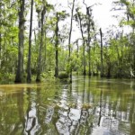honey-island-swamp-scene-louisiana