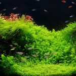 best-aquarium-plant-fertilizer