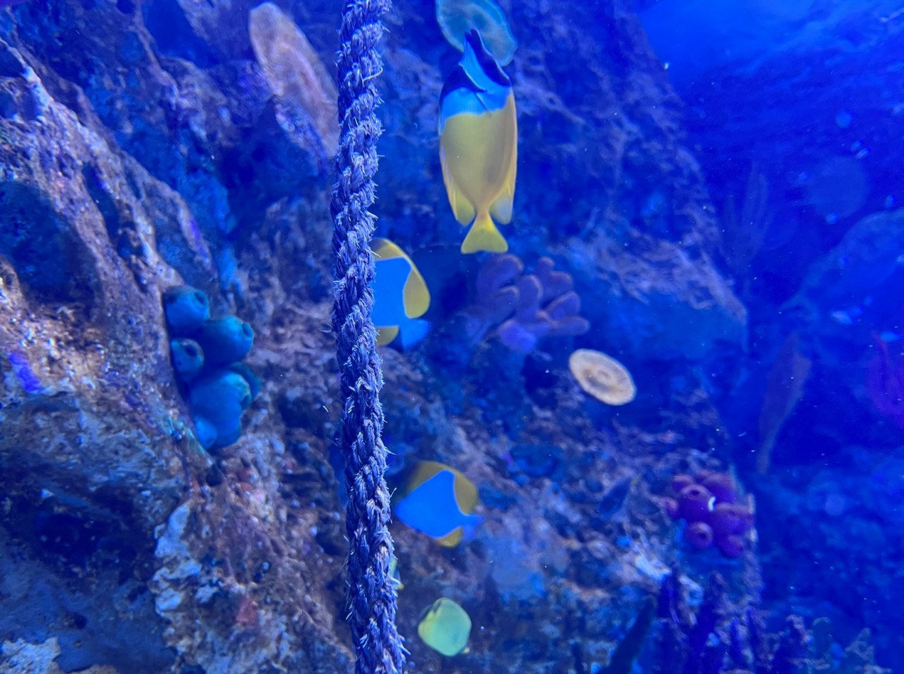 Newport Aquarium（ニューポート水族館）
