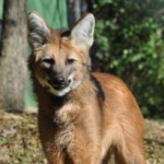 small-maned-wolf-300x205