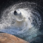 H_Nora-polar-bear-shake