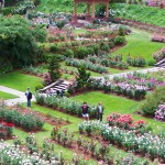 international-rose-test-garden