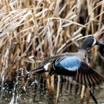Blue-Winged-Teal_gallery