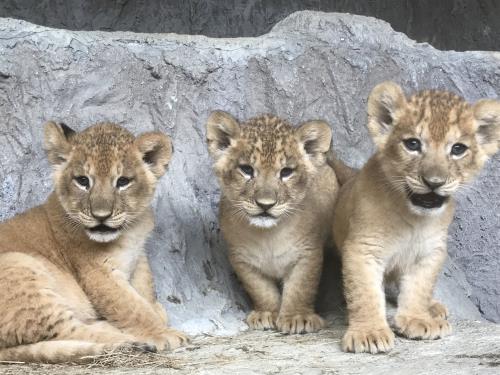熊本市動植物園