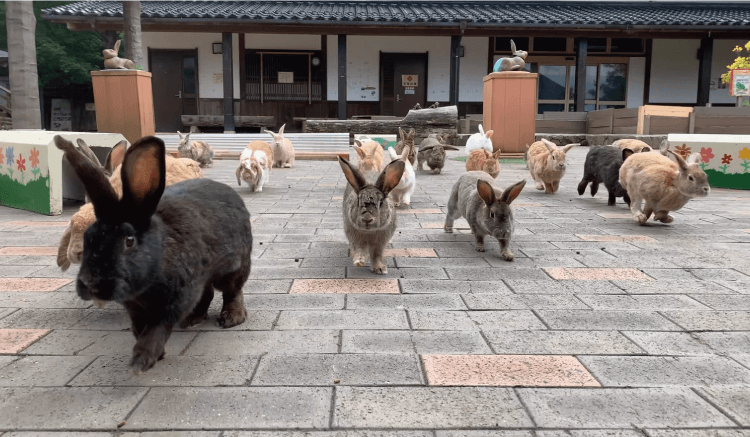 月うさぎの里